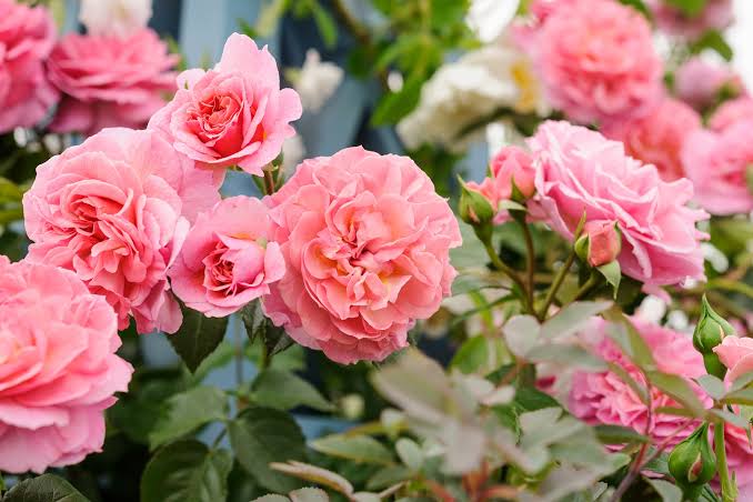 Rose Care